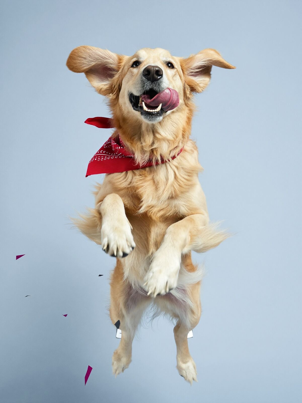 Golden retriever in a red bandana leaping toward the camera